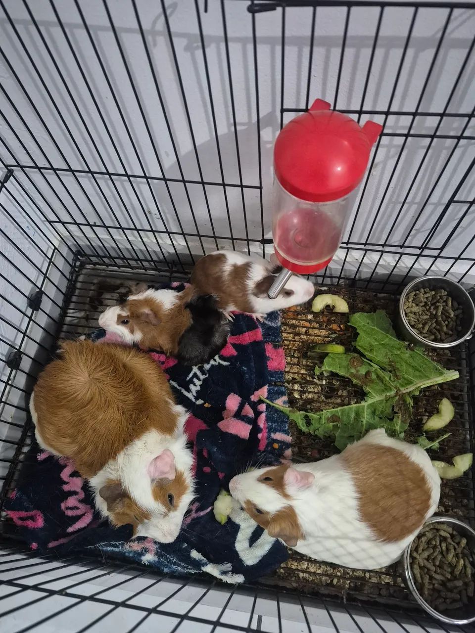 Pet