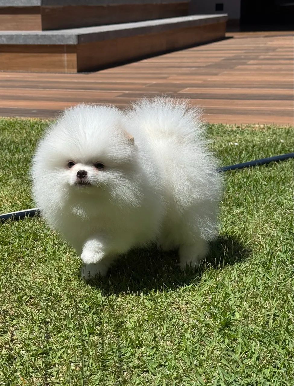 Spitz alemão 