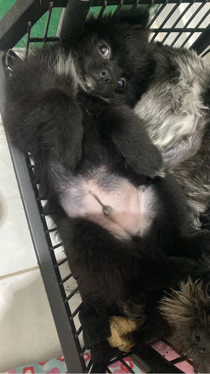 Spitz alemão  - Foto 3
