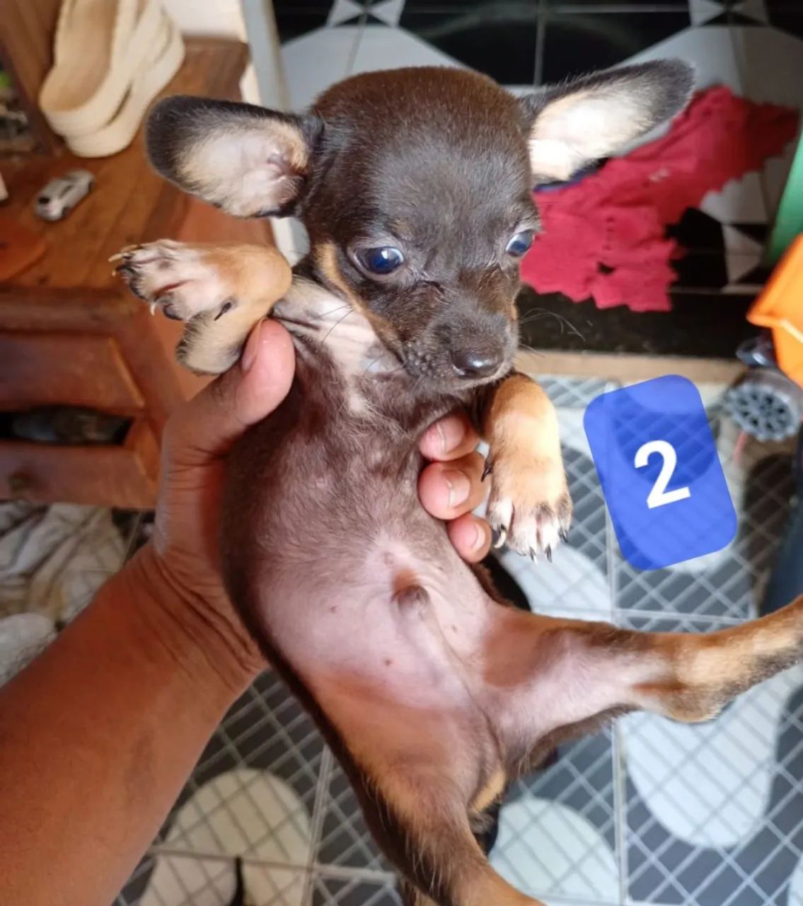 2 filhotes  - Foto 2