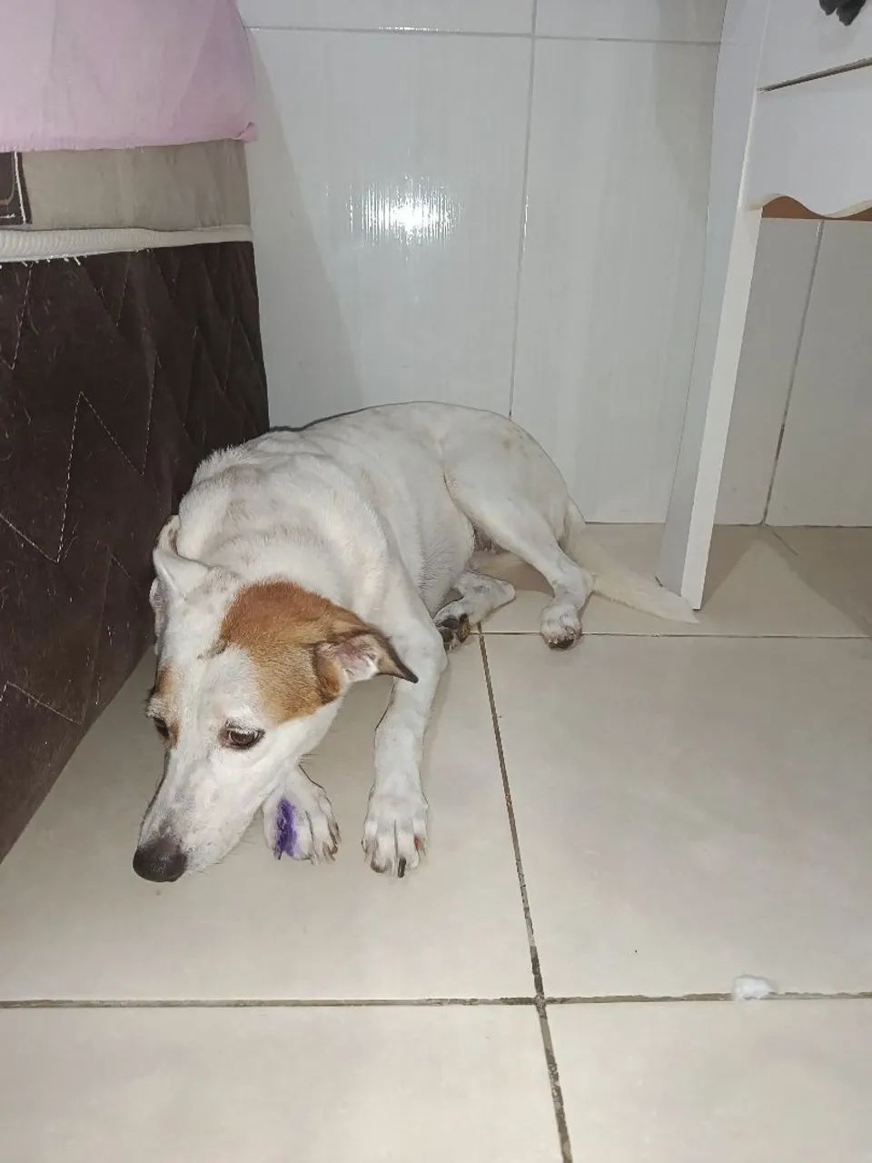 Adoção de três cachorrinhas - Foto 2