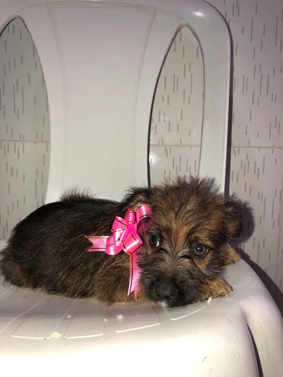 cachorrinhos p doação  - Foto 4