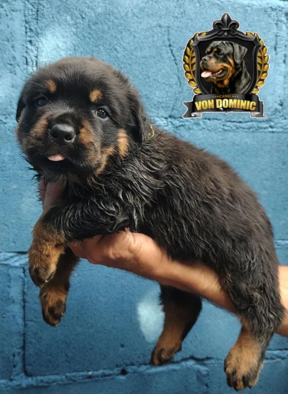 FILHOTES DE ROTTWEILER - COM PEDIGREE CBKC - Cachorros - Praia do ...