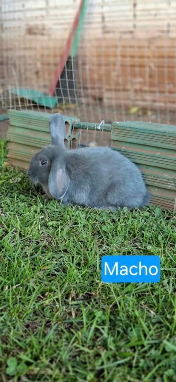 Coelhos - Foto 5