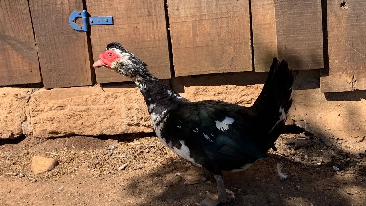 Patas e patos 