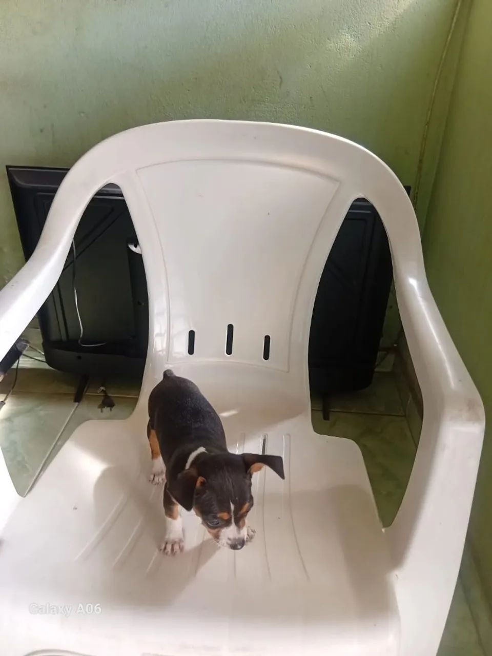 Pinscher número 1  - Foto 2