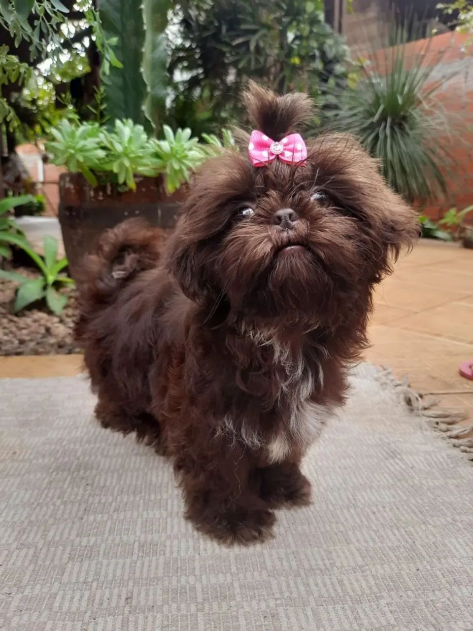 Shiu tzu