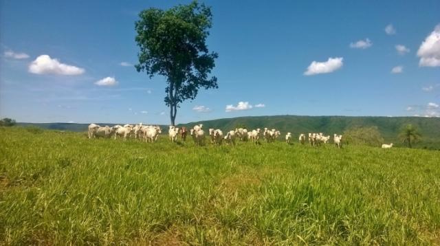 Fazenda em FORMOSA - GO, p/ Pecuária