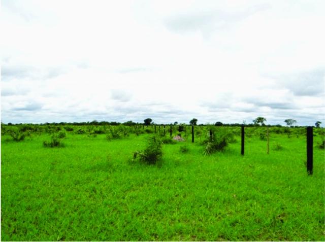 FAZENDA A VENDA EM MS. PANTANAL ALTO ( Pecuária) - Foto 8