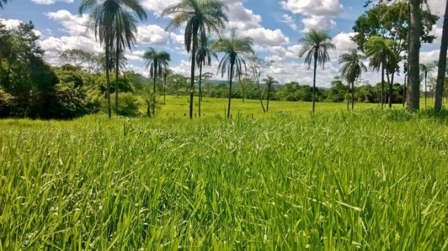 Fazenda em FORMOSA - GO, p/ Pecuária - Foto 14