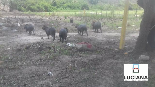 Área em Chã Grande com bastate água (Cód.: 9f2e3e) - Foto 8