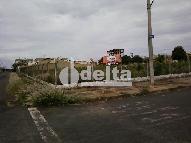 Terreno para alugar em Segismundo pereira, Uberlândia cod:221457 - Foto 2