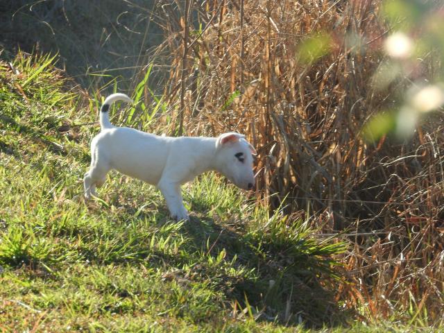 Caniplus Bull terrier - Foto 2