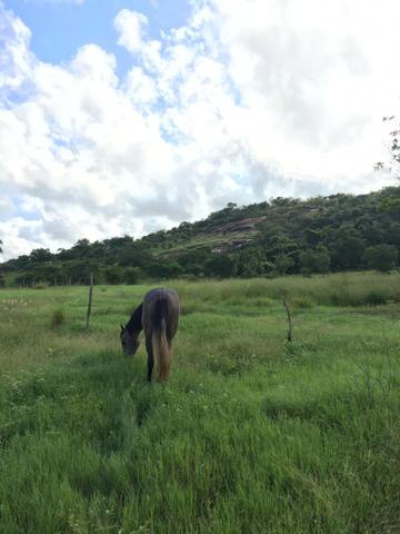 Cavalo quarto de milha - Foto 3