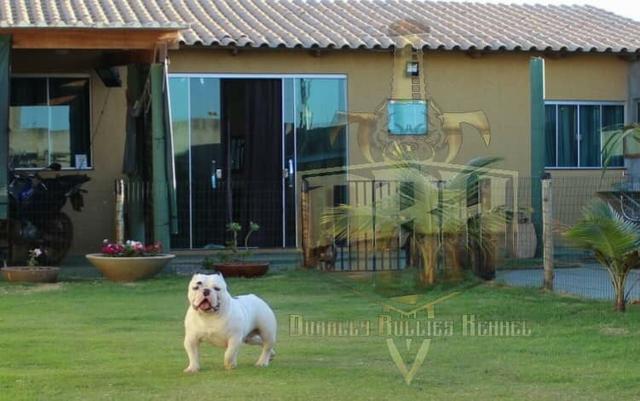 Filhotes American Bully Canil Premiun - Foto 4