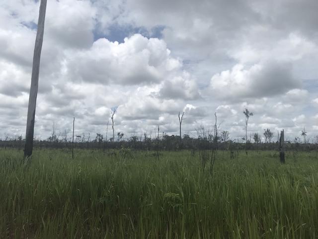 Vendo área de fazenda na Br 319 AM próximo a Porto Velho/Ro - Foto 15