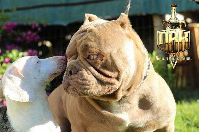 Filhotes American Bully Canil Premiun - Foto 3