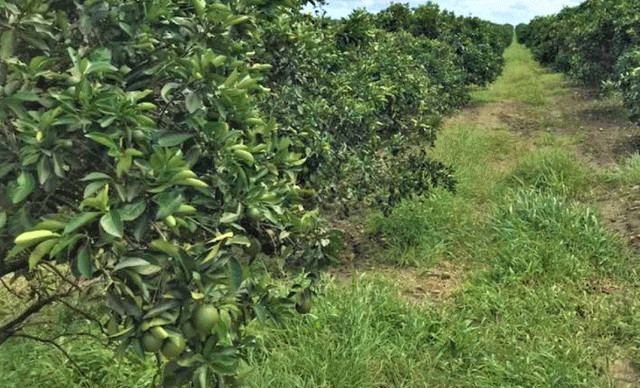 Sítio de Laranja. 77 tarefas. Umbaúba - Foto 6