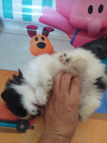 Spitz lulu filhote macho - Foto 3