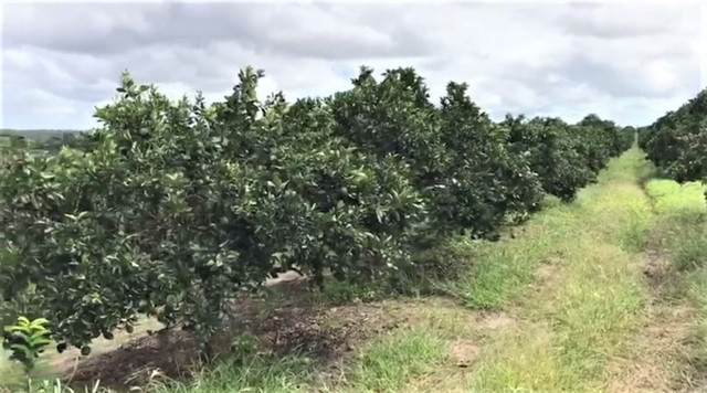 Sítio de Laranja. 77 tarefas. Umbaúba - Foto 4