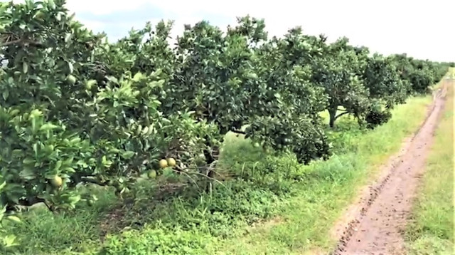 Sítio de Laranja. 77 tarefas. Umbaúba