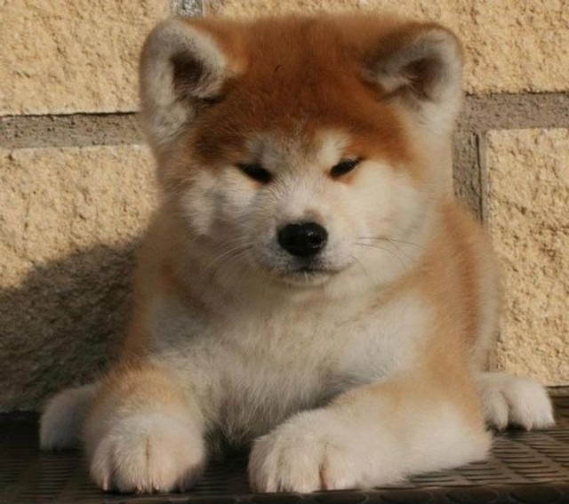 Akita Inu 