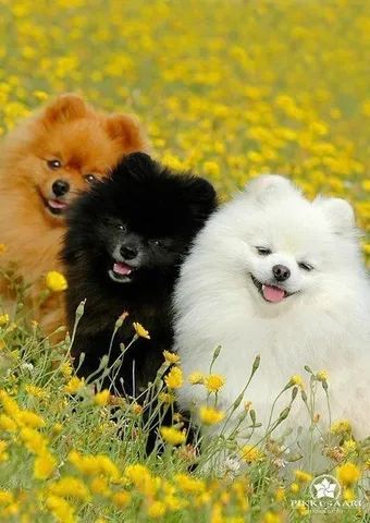 Seu lindo bb de quatro patas de Spitz Alemão!!!  - Foto 2