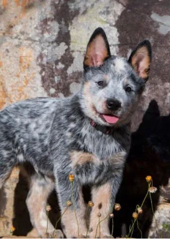 Qual a diferença entre o Pastor Australiano e o Boiadeiro Australiano (Blue  Heeler)?