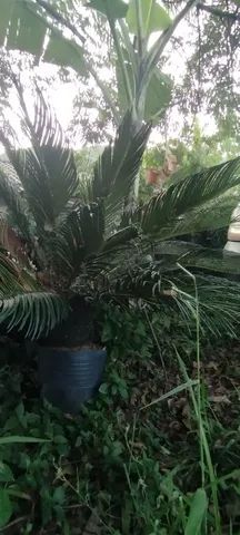 Palmeira cica
