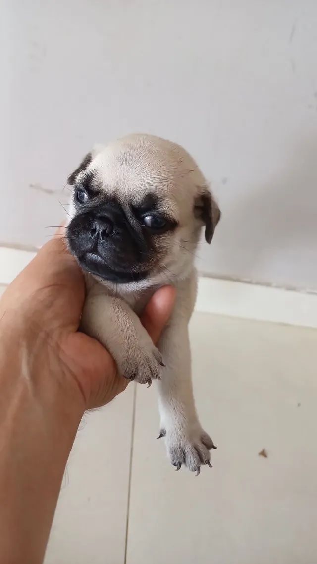 Pugg