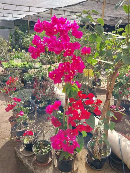 Pau brasil  - Foto 5