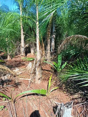 mudas da gueiroba ou guariroba adultas  para paisagismo 3 metros  - Foto 3