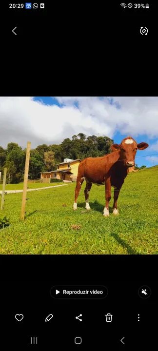 Três novilhas puras