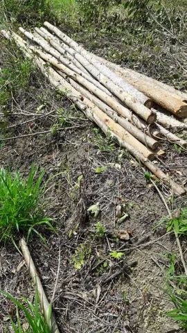 Fazenda 80 alqueires...Miracatu-SP com bananal - Foto 9