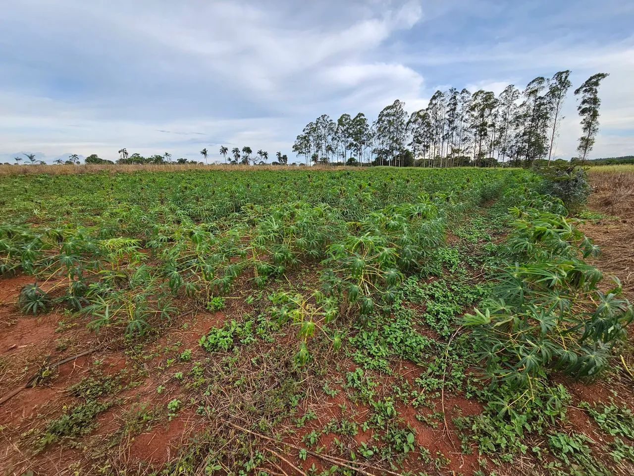 Chácara 5 Hectares com Córrego em Jaraguari Velho! - Foto 4