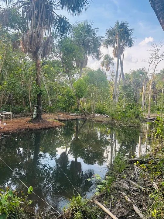 foto - Boa Vista - Cambará