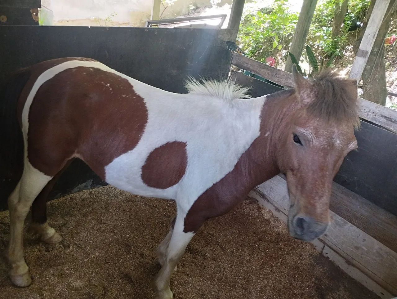 Pônei fêmea.