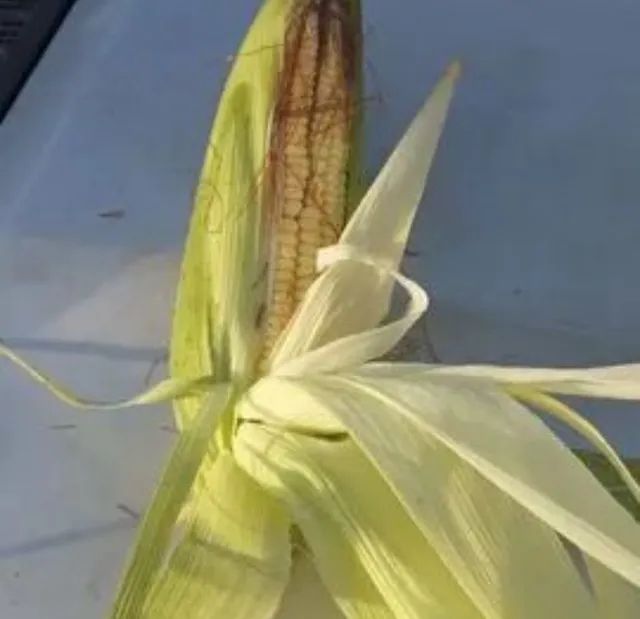 Vendo Plantação de milho - Foto 3