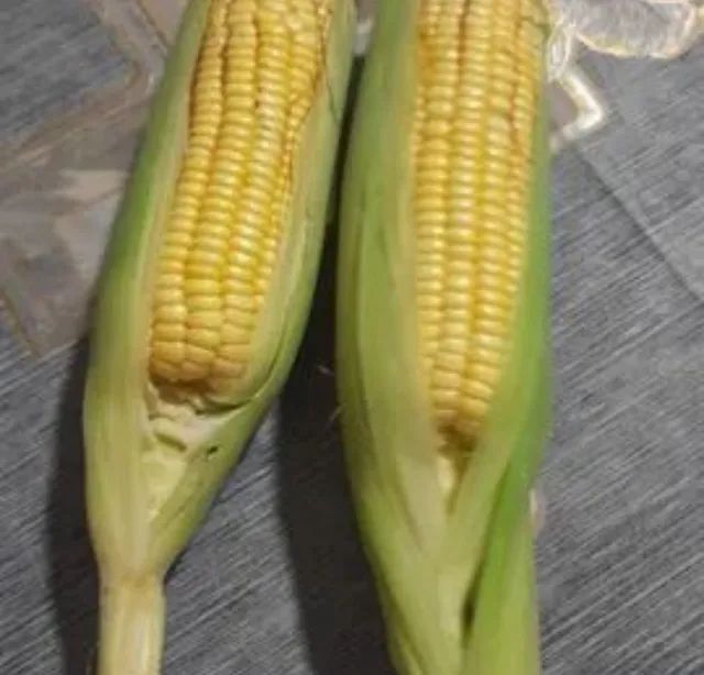 Vendo Plantação de milho - Foto 2