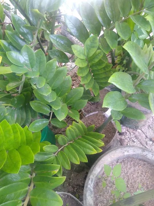 Mudas de Zamioculcas Zamiifolia