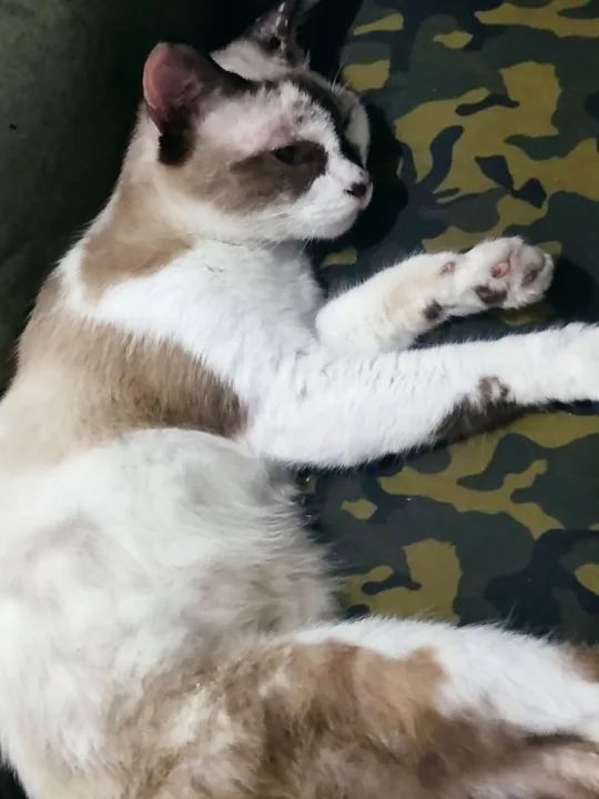 Adoção - Gatinha - Foto 3