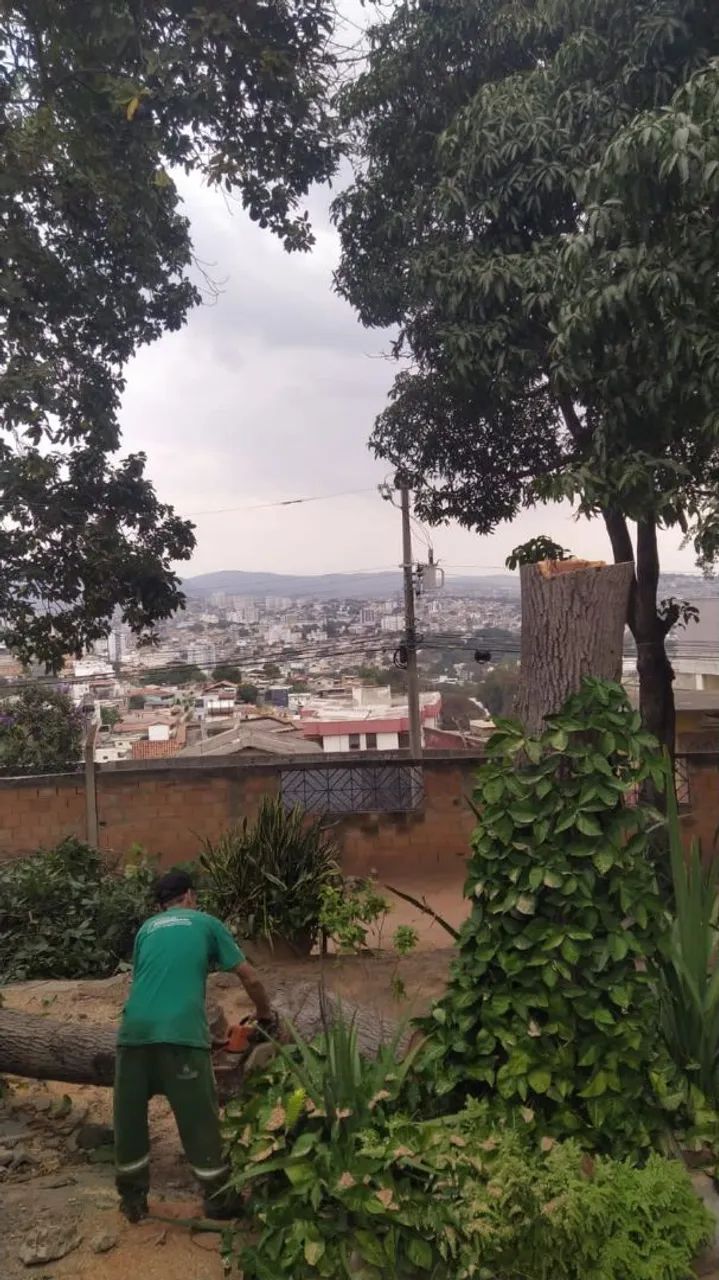 Árvore frondosa para seu jardim - Foto 3