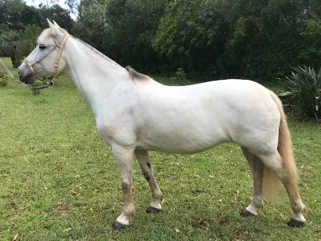 Égua crioula - Foto 3