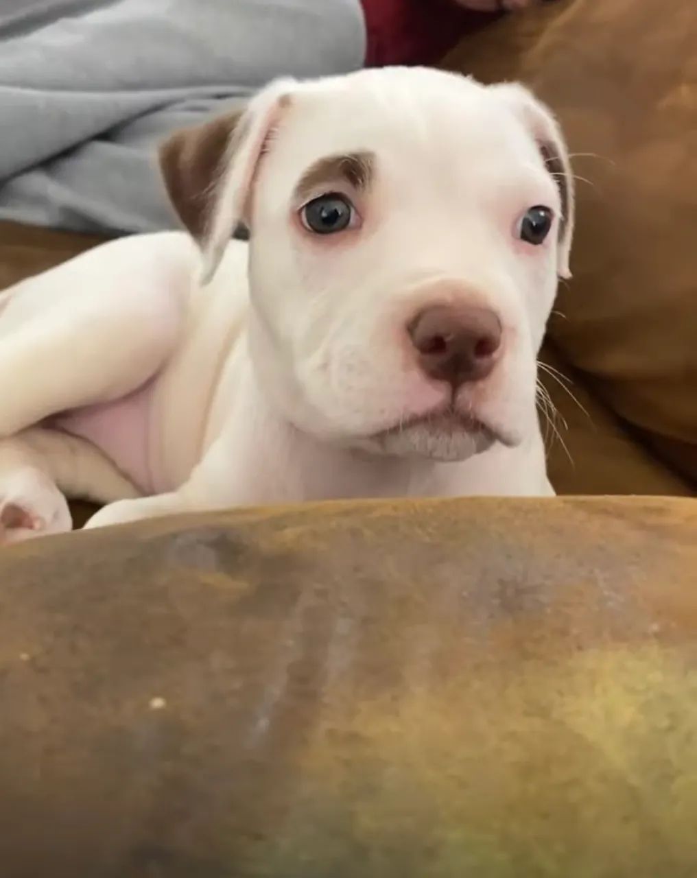 filhote de pitbull  - Foto 2