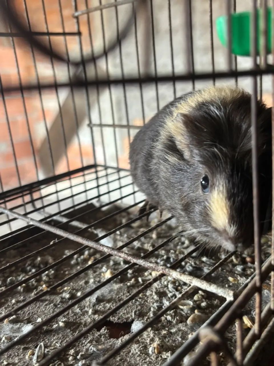 Porquinho da Índia Machos - Foto 6