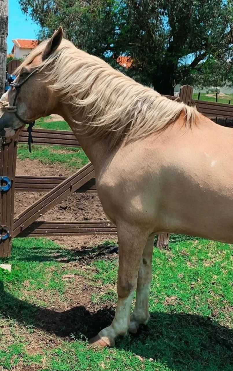 Cavalos Mangalarga - Foto 3