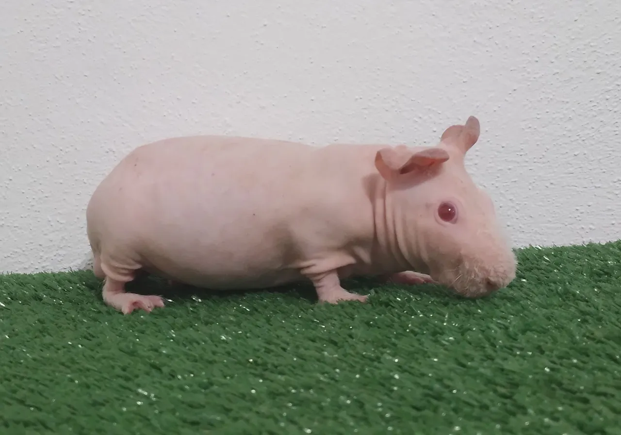 Porquinho da Índia Skinny Macho - Exótico e Charmoso!