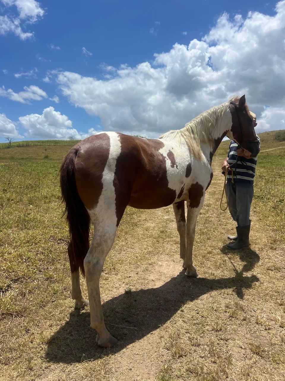 Vendo Potro 2 anos  - Foto 2
