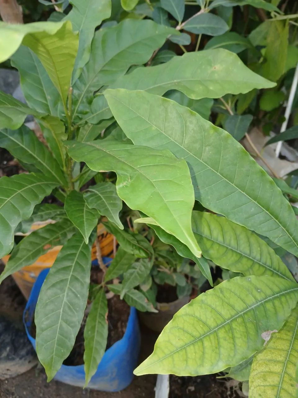 Muda de Frutífera Abiu  - Foto 2