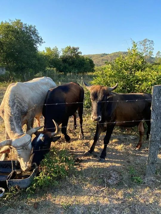Venda de 03 bois , sendo dois bois adultos e um bezerro - Foto 3